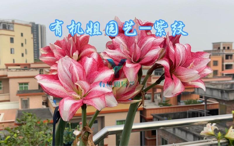 有机姐园艺-紫纹#花卉绿植 #一起养花 #种植的乐趣 #养花人 #园艺生活