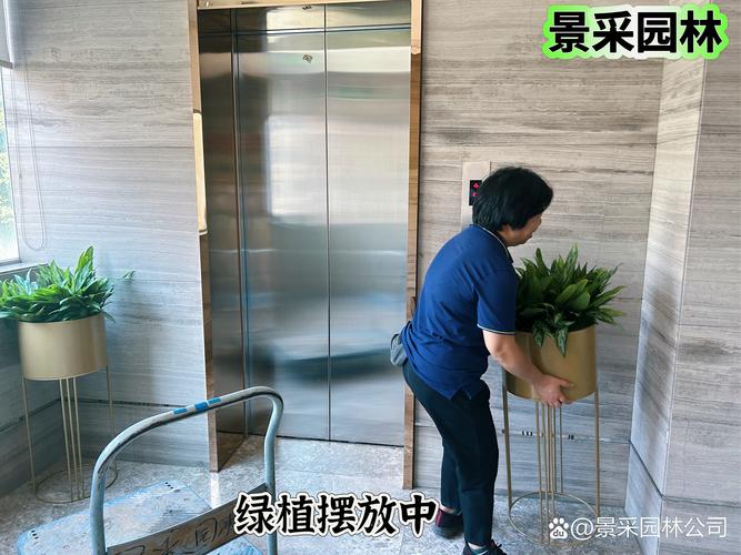 管理办公室写字楼植物办公楼室内外绿植养护真实图片领导办公室花卉