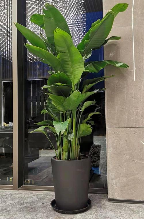 如春花卉质优价低(图)-天津绿植租赁电话-天津绿植租赁-天助网