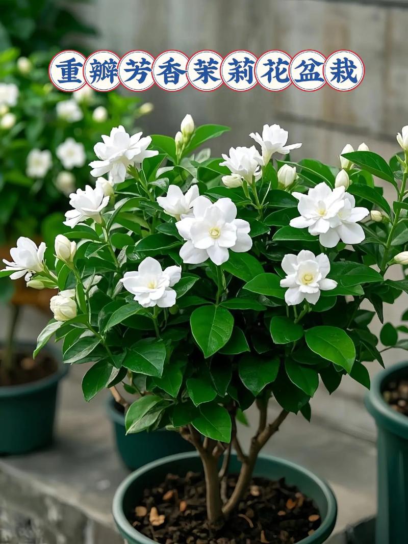 重瓣芳香茉莉花盆栽.重瓣芳香茉莉花盆栽#花卉绿植 #盆栽茉莉