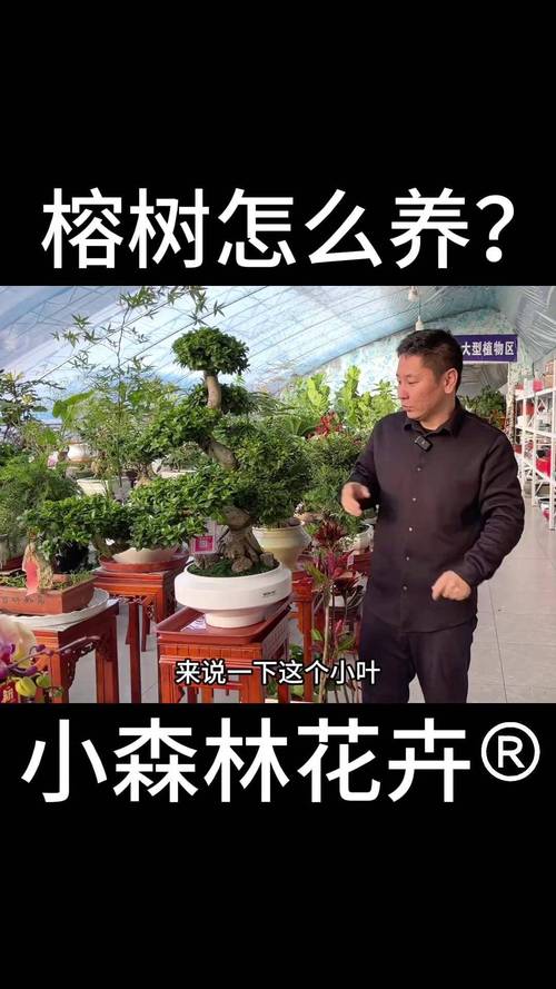 榕树怎么养怎么浇水施肥花卉绿植养花小知识榕树室内盆栽