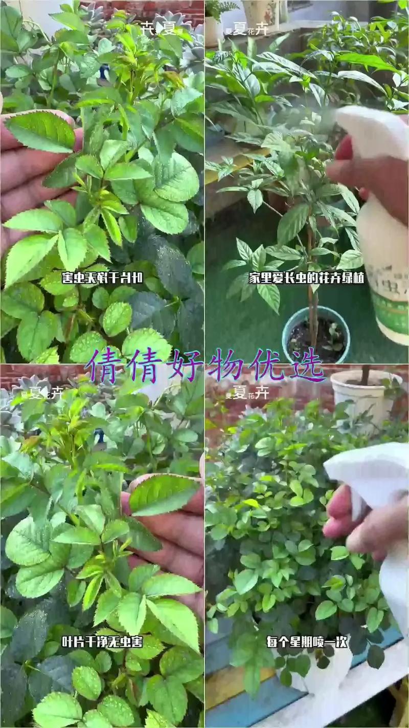 植物花卉绿植通用多肉月季花药只杀虫温和不伤花
