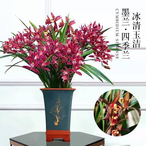 墨兰兰花盆栽带花苞建兰四季开花好养浓香型易活室内桌观花卉绿植