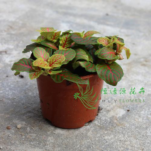 绿植小盆栽净化空气防辐射吸甲醛