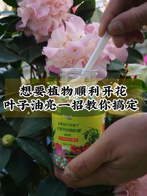 每天分享各种花卉绿植养护知识