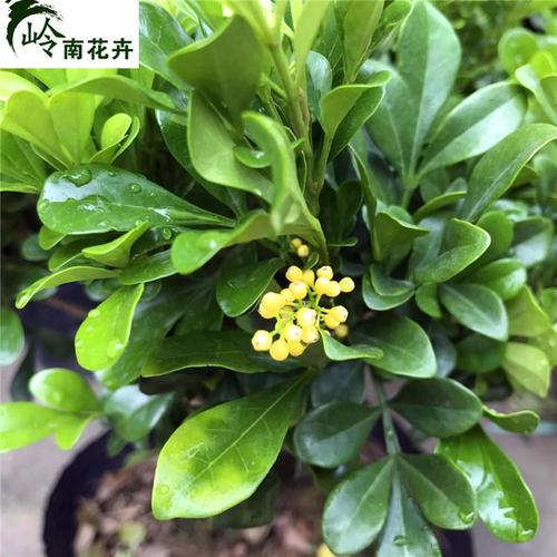 米兰花盆栽九里香植物室外阳台绿植盆景驱蚊虫四季开花卉绿植浓香